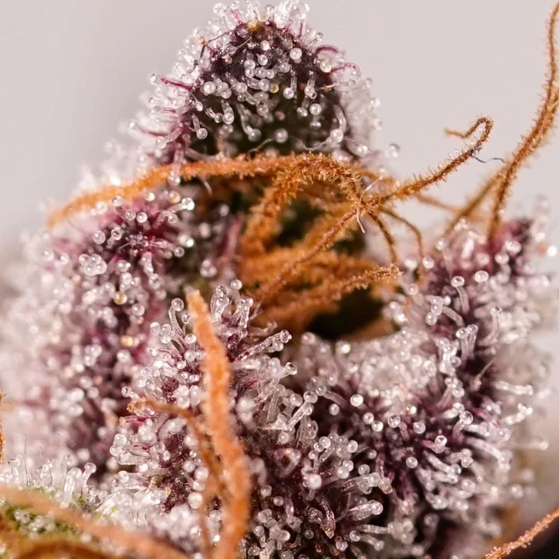 Red Tropicana Cookies van Dutch Passion
