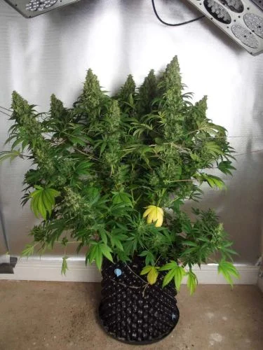 Orange Hill Special van Dutch Passion