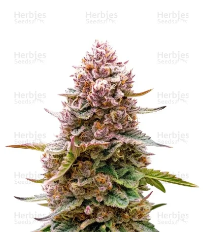 Blue Applez van Dutch Passion