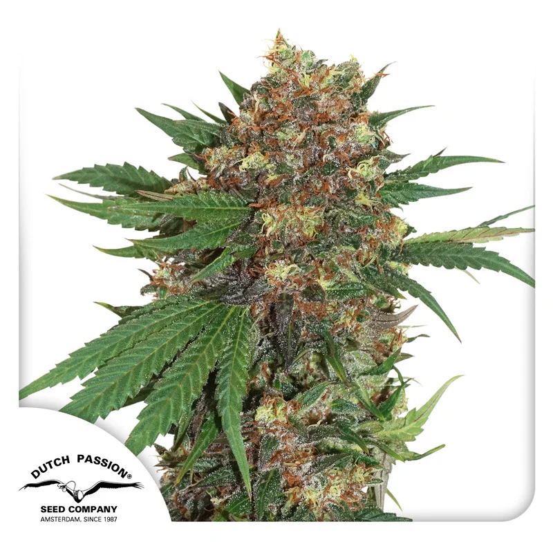 Master Kush van Dutch Passion