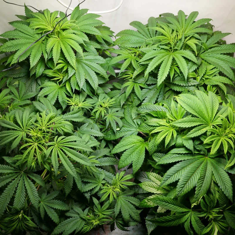C-Vibez van Dutch Passion