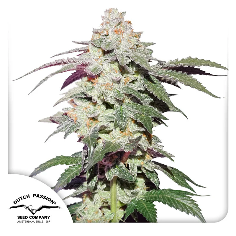 Skywalker Haze van Dutch Passion