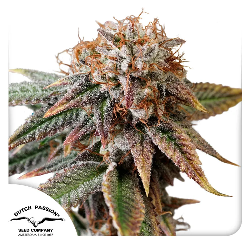 Kingston Punch van Dutch Passion