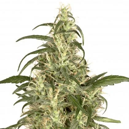 Skunk #11 van Dutch Passion