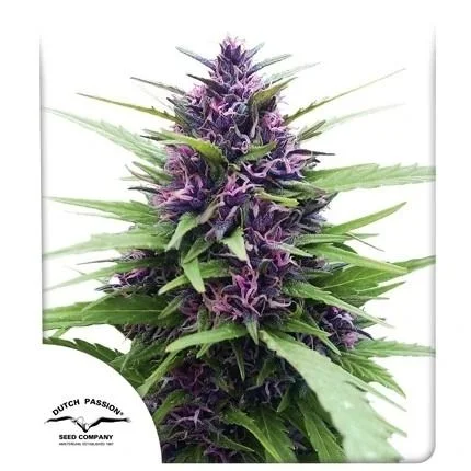 Shaman van Dutch Passion