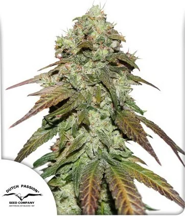CBD Mazar van Dutch Passion
