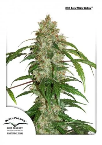 CBD White Widow van Dutch Passion