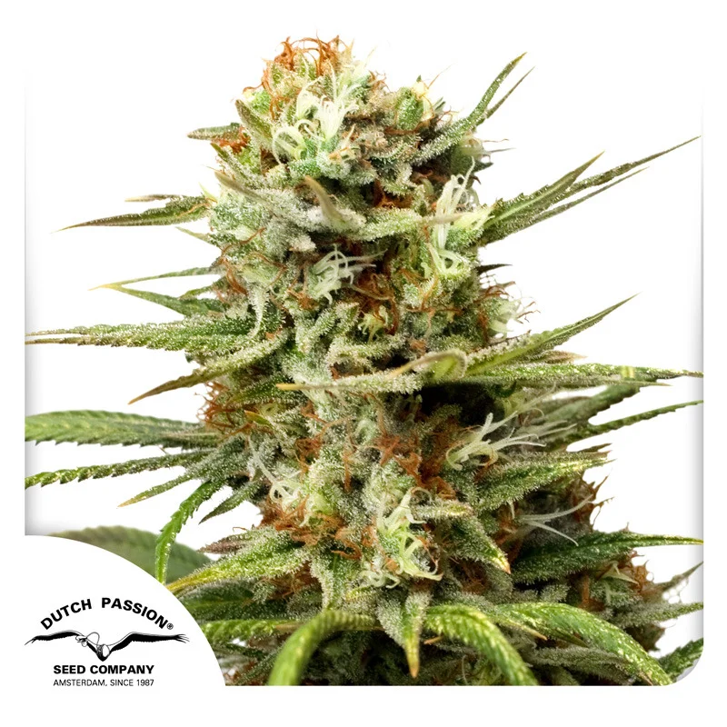 White Widow van Dutch Passion