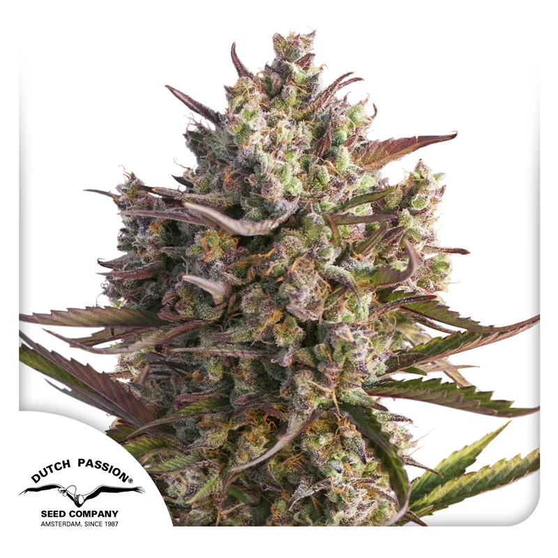 Blueberry van Dutch Passion