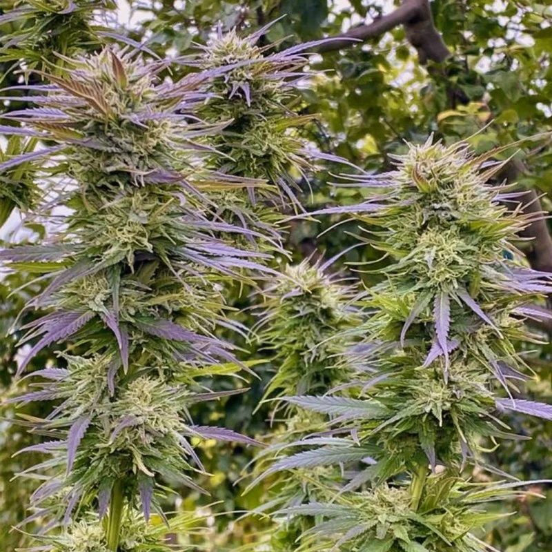 Shaman van Dutch Passion