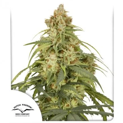 CBD-Victory van Dutch Passion