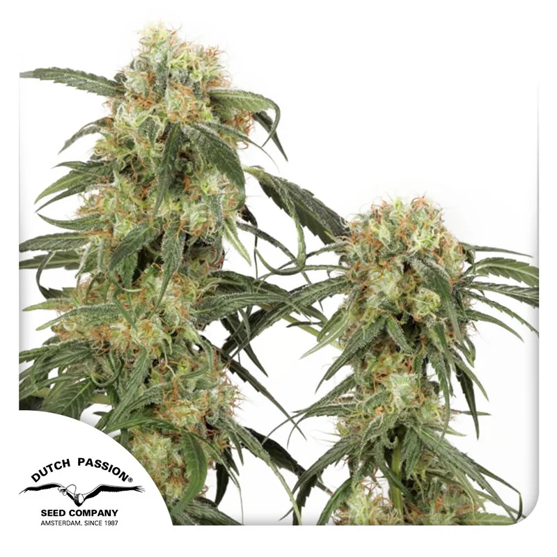 Pamir Gold van Dutch Passion
