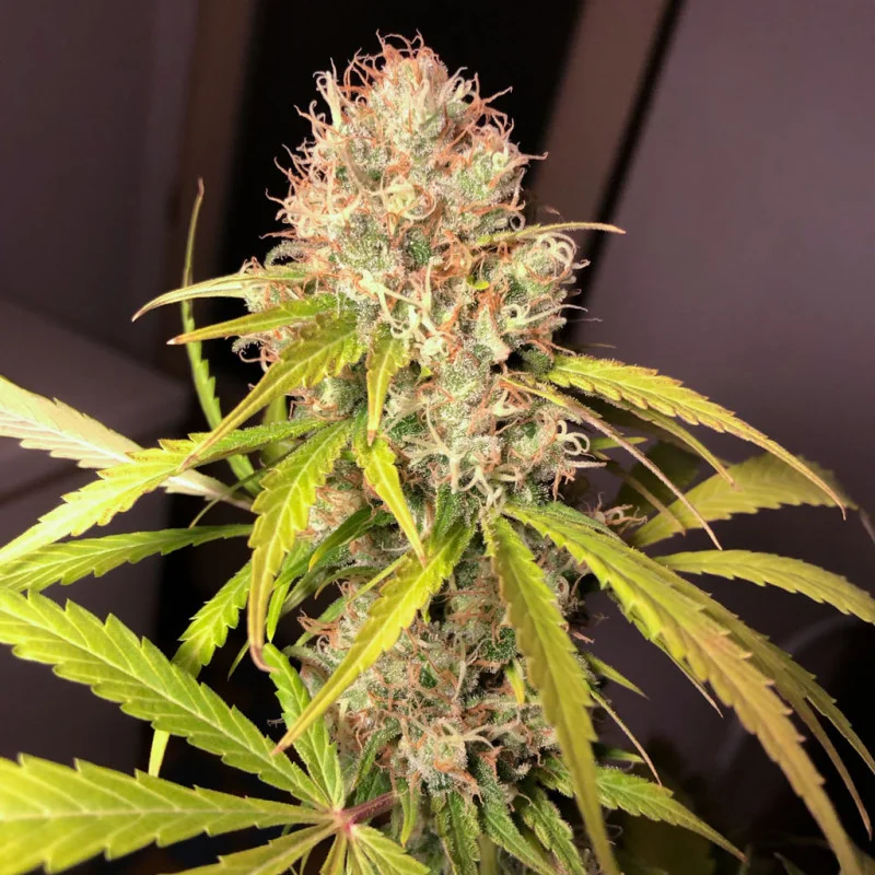 White Widow X The Ultimate van Dutch Passion