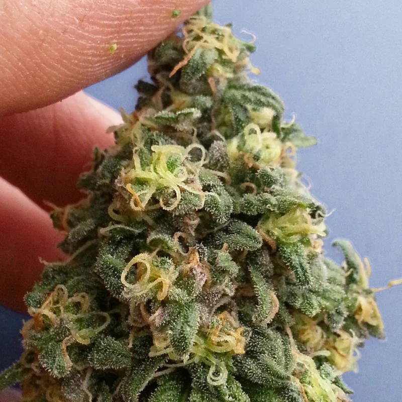 CBD Kush van Dutch Passion