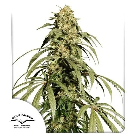 Ice Cream Haze van Dutch Passion