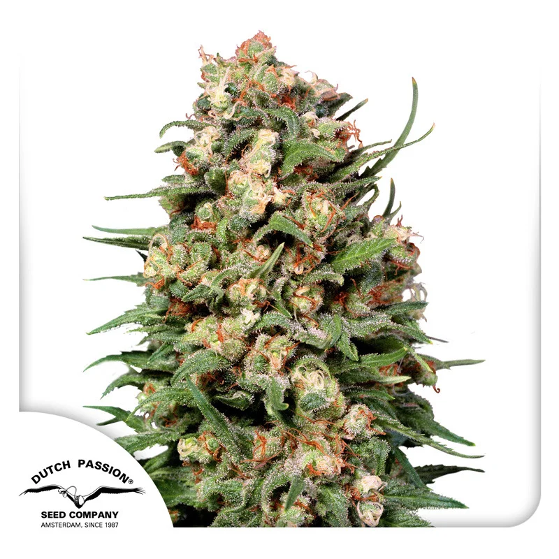 Skunk #1 van Dutch Passion