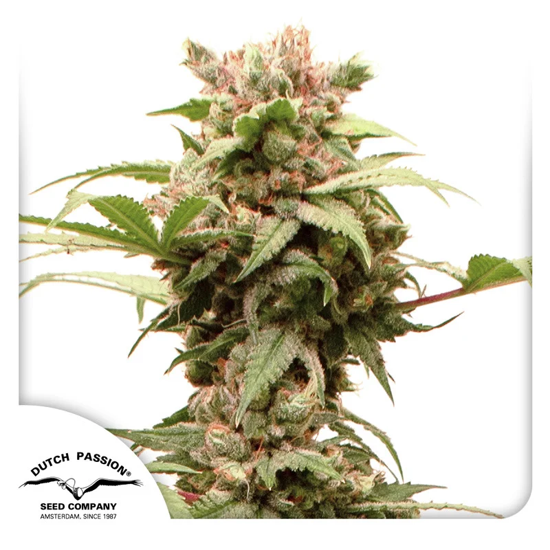 CBG-Force van Dutch Passion