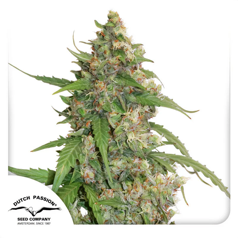 CBD Compassion Lime van Dutch Passion