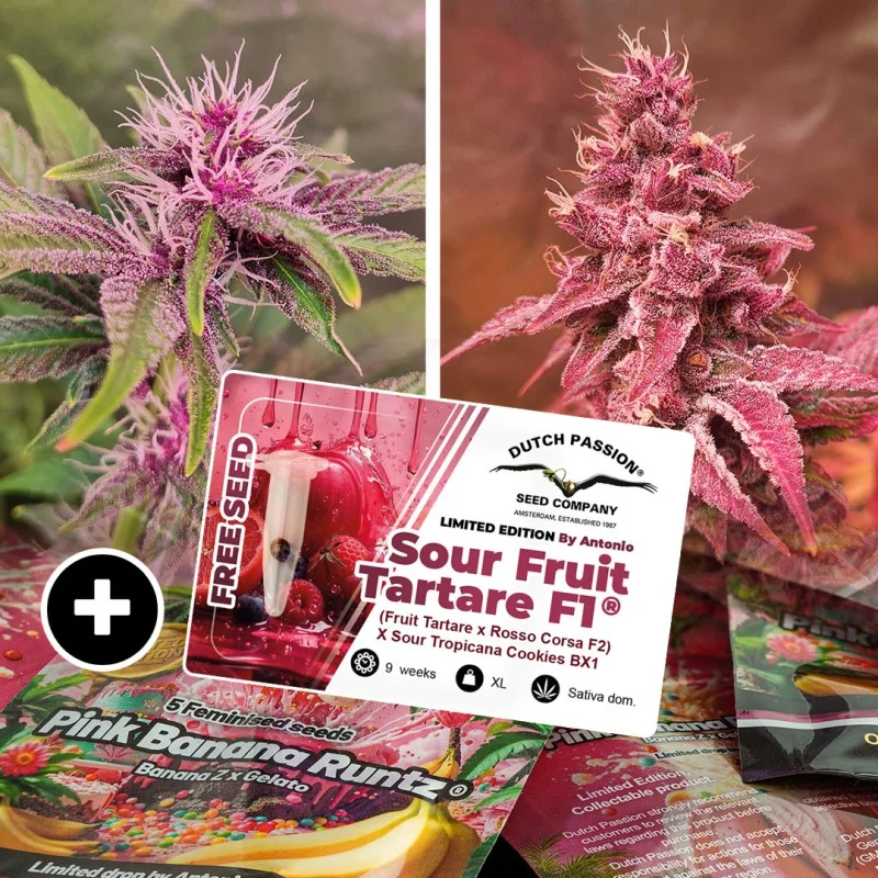 Pink Banana Runtz van Dutch Passion