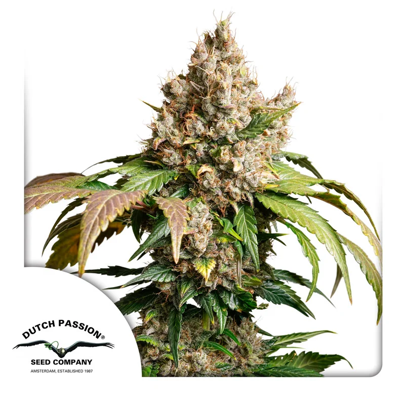 Red Tropicana Cookies van Dutch Passion