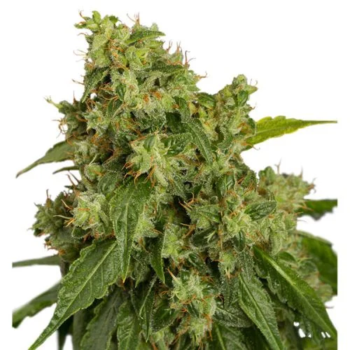 Xtreme van Dutch Passion