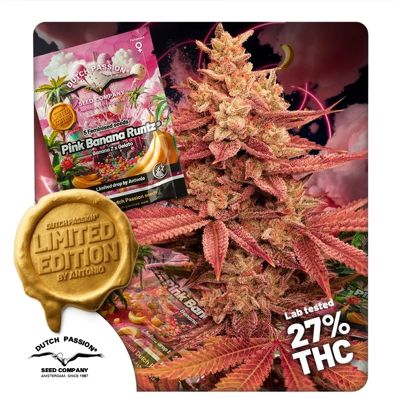 Pink Banana Runtz van Dutch Passion