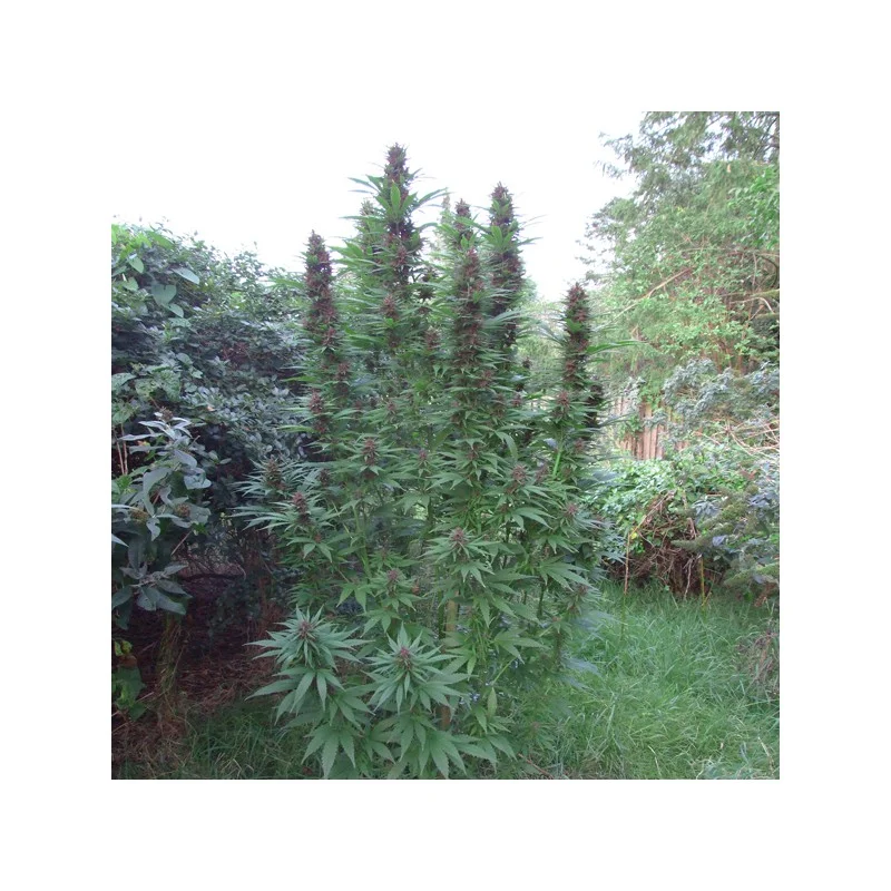 Purple #1 van Dutch Passion