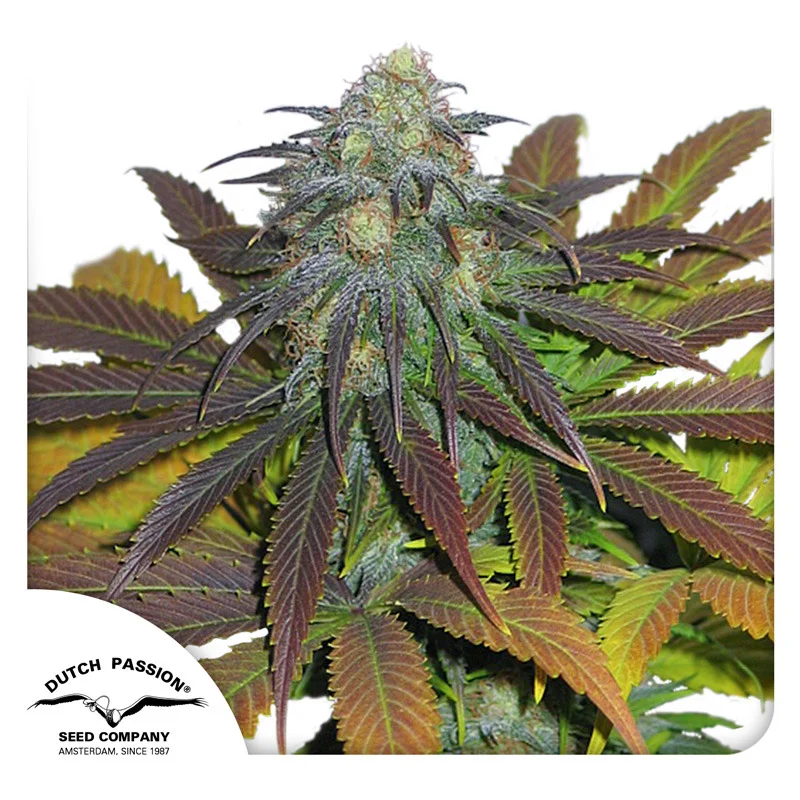 Californian Orange van Dutch Passion