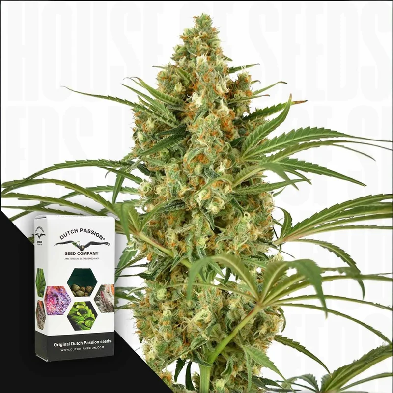 Snowbud van Dutch Passion