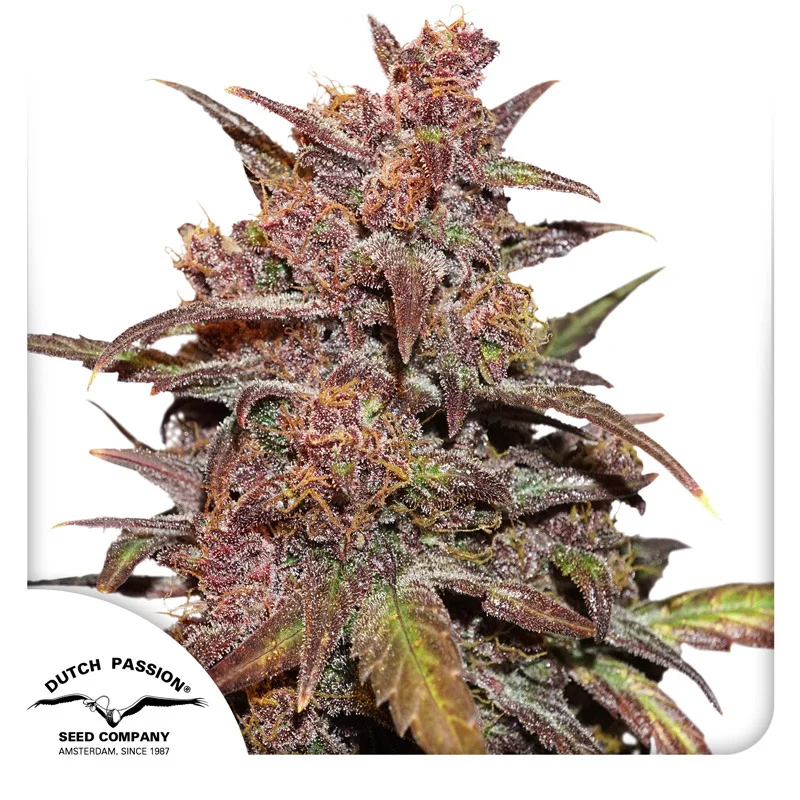 CBD Blackberry Kush van Dutch Passion
