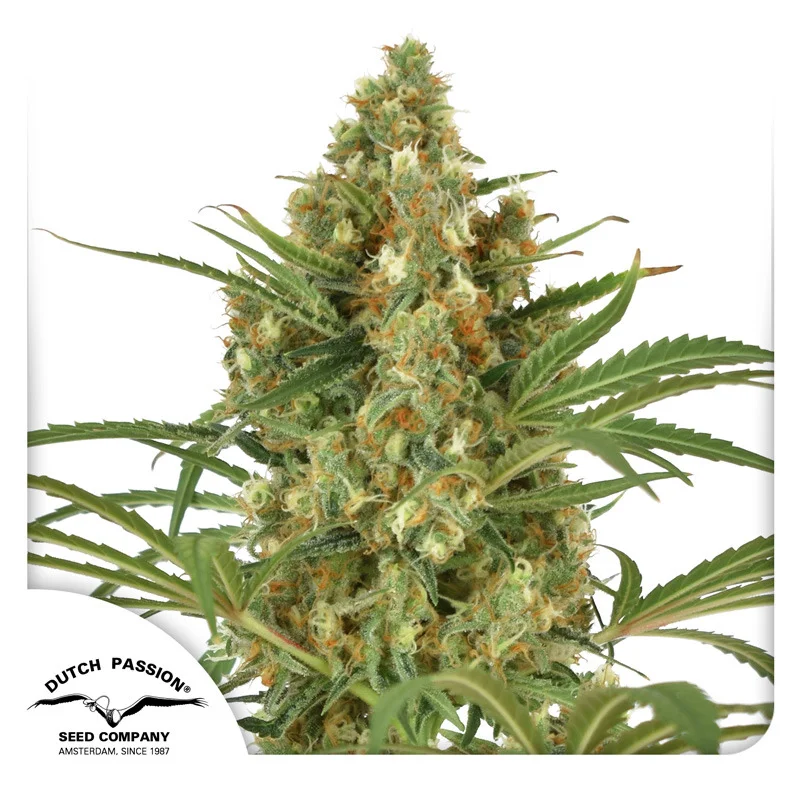 Snow Bud van Dutch Passion