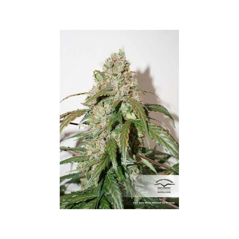 CBD White Widow van Dutch Passion