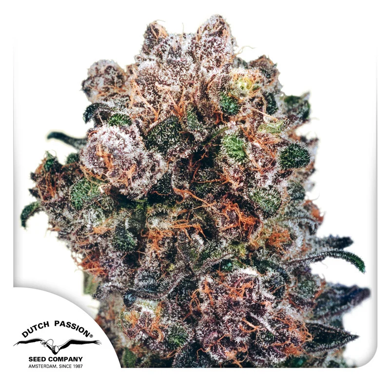 Blueberry van Dutch Passion