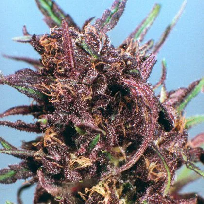 Purple #1 van Dutch Passion