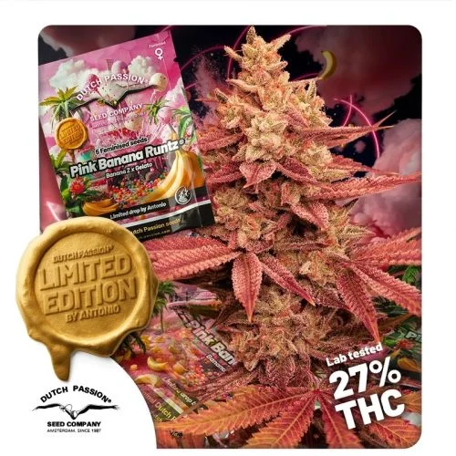 Pink Banana Runtz van Dutch Passion