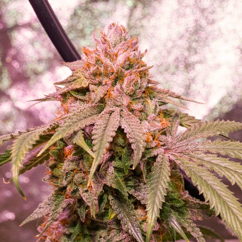 Ice Cream Cake F2 van Dutch Passion