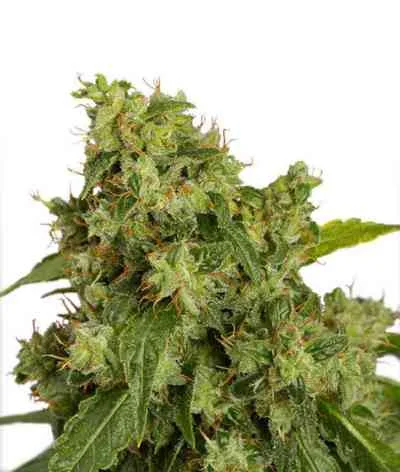Xtreme van Dutch Passion