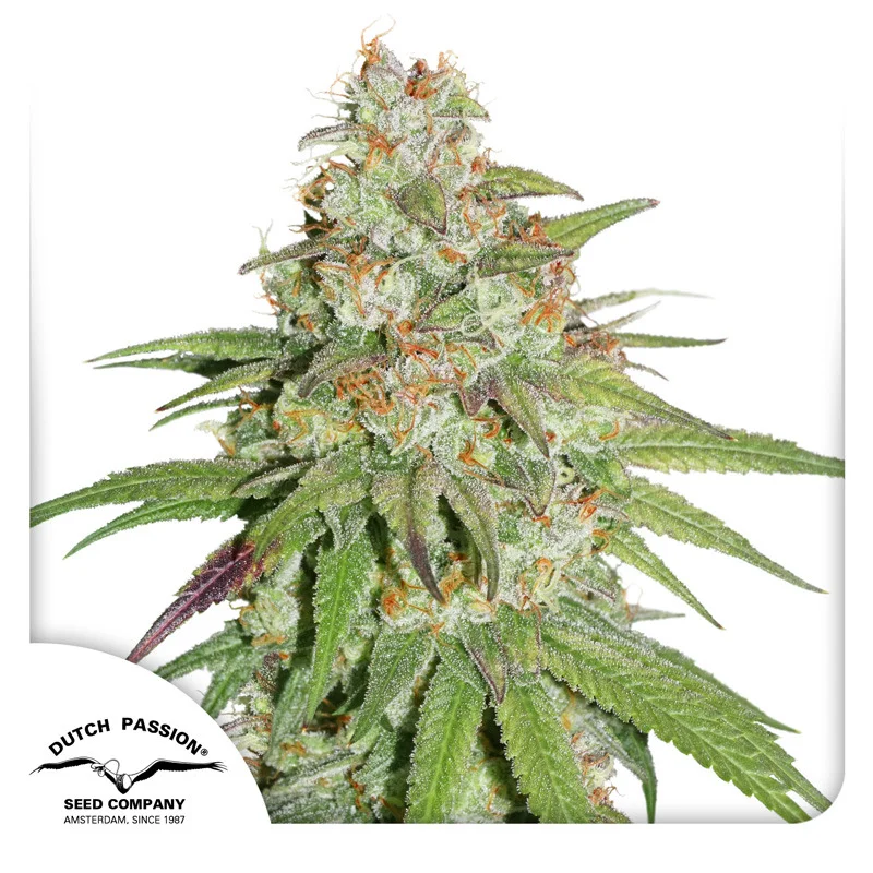 Glueberry O.G. van Dutch Passion