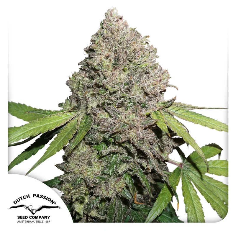 CBD Charlottes Angel van Dutch Passion