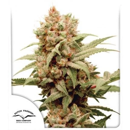 CBG-Force van Dutch Passion