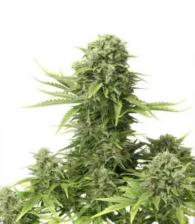 StarRyder van Dutch Passion