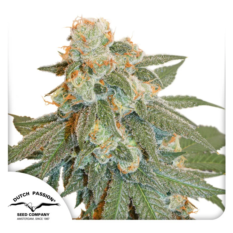 Orange Bud van Dutch Passion
