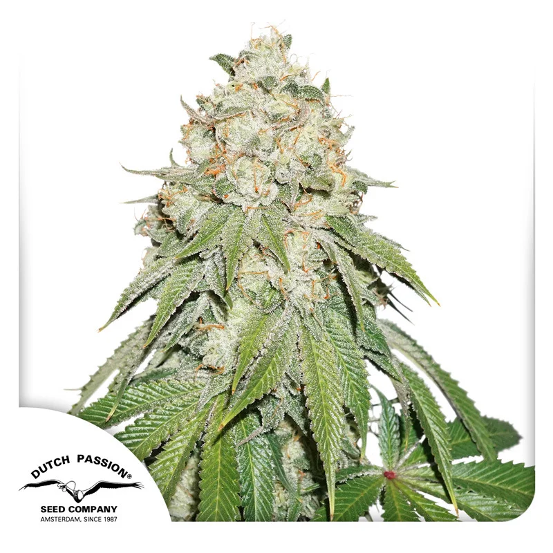 Banana Blaze van Dutch Passion