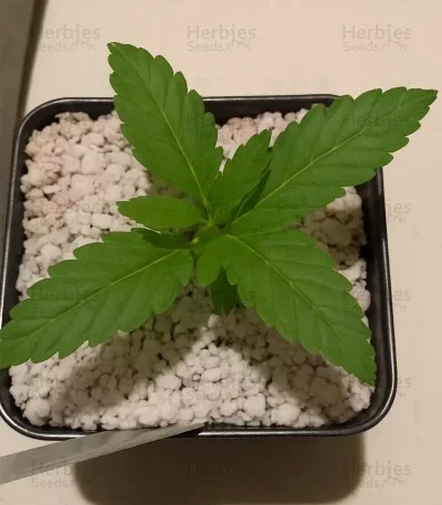 Blue Applez van Dutch Passion