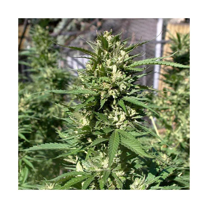 Skunk #11 van Dutch Passion
