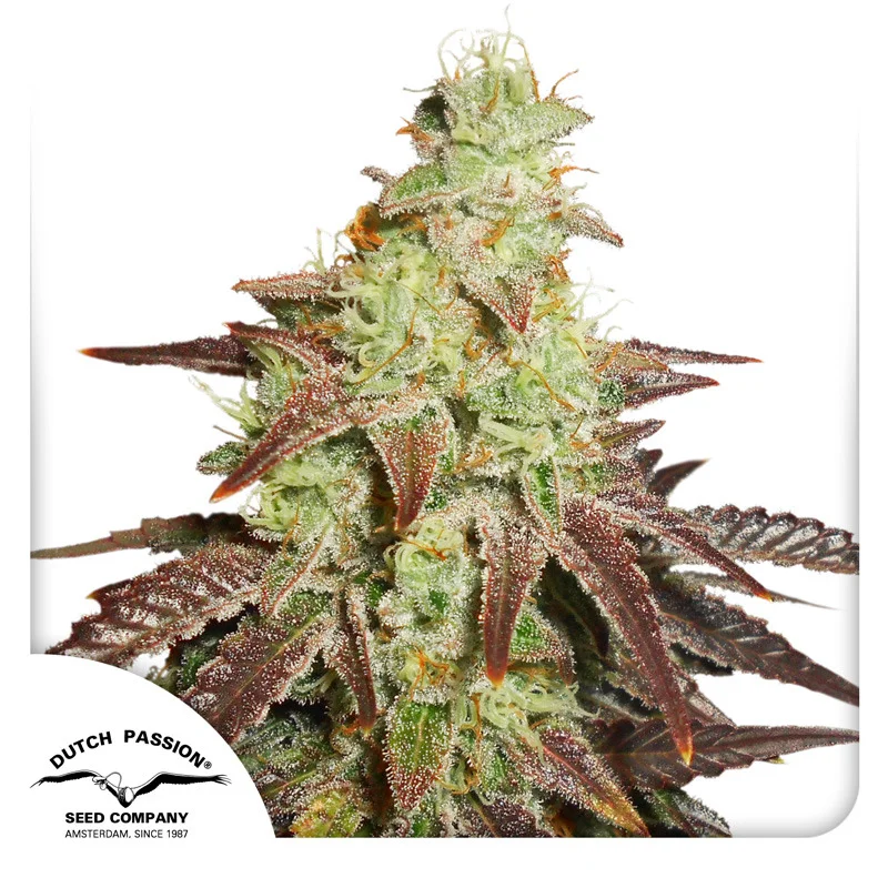 Night Queen van Dutch Passion