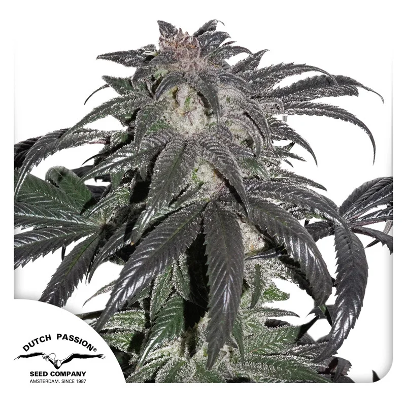 Bubba Island Kush van Dutch Passion