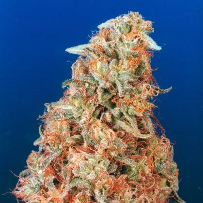 Power Plant van Dutch Passion