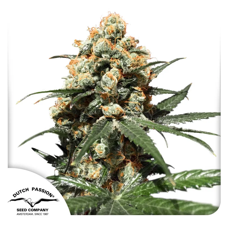 Orange Hill Special van Dutch Passion