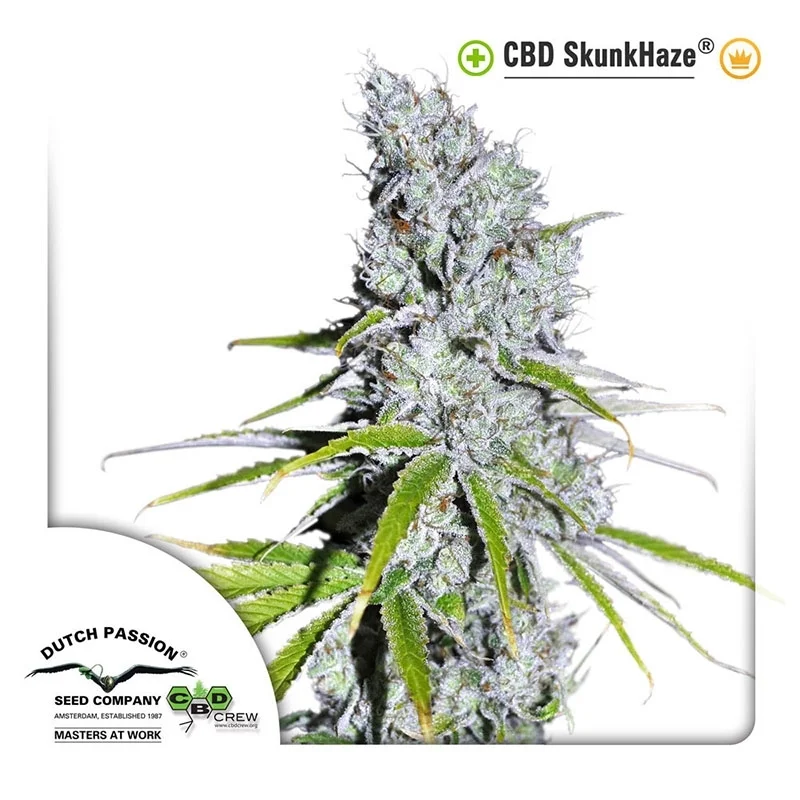 CBD Skunk Haze van Dutch Passion